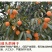柿饼1两以下