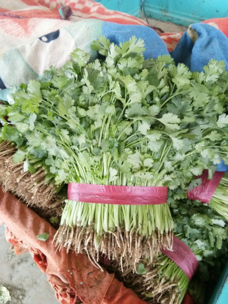 河北大叶香菜产地发货品质保证诚信经营欢迎联系