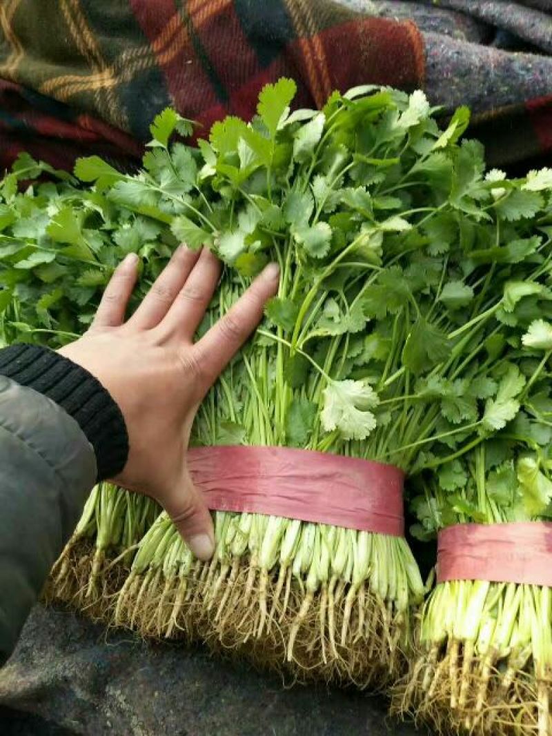 河北大叶香菜产地发货品质保证诚信经营欢迎联系