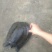 鳖2.5~3斤