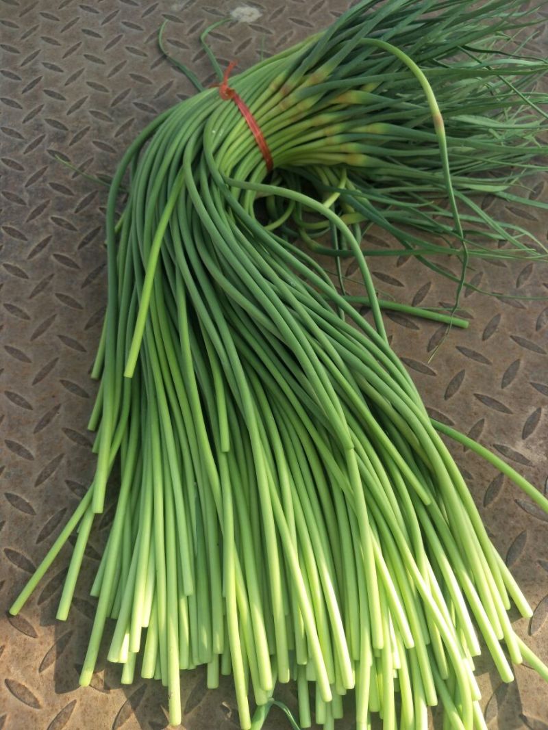常年供应金乡红帽蒜薹白帽蒜苔专也业加工各种规格精品