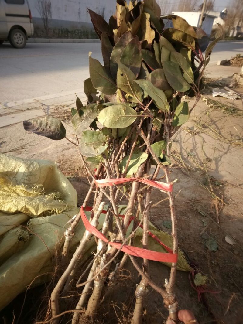 苹果树盆景芭蕾苹果盆景苗规格齐全