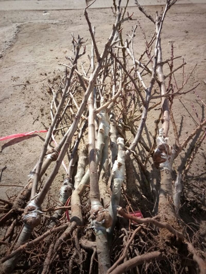 苹果树盆景芭蕾苹果盆景苗规格齐全