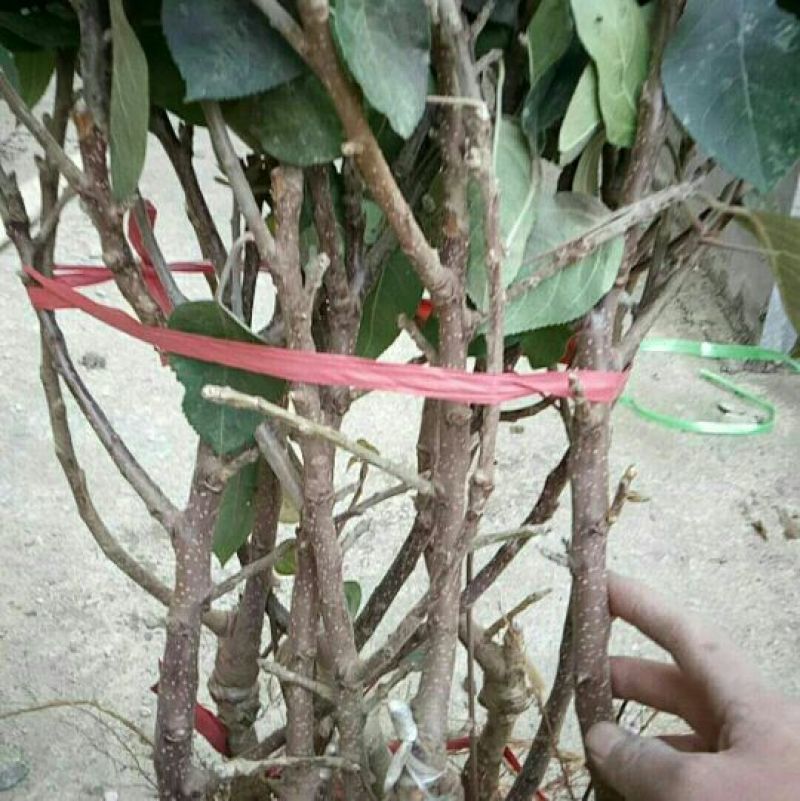 苹果树盆景芭蕾苹果盆景苗规格齐全