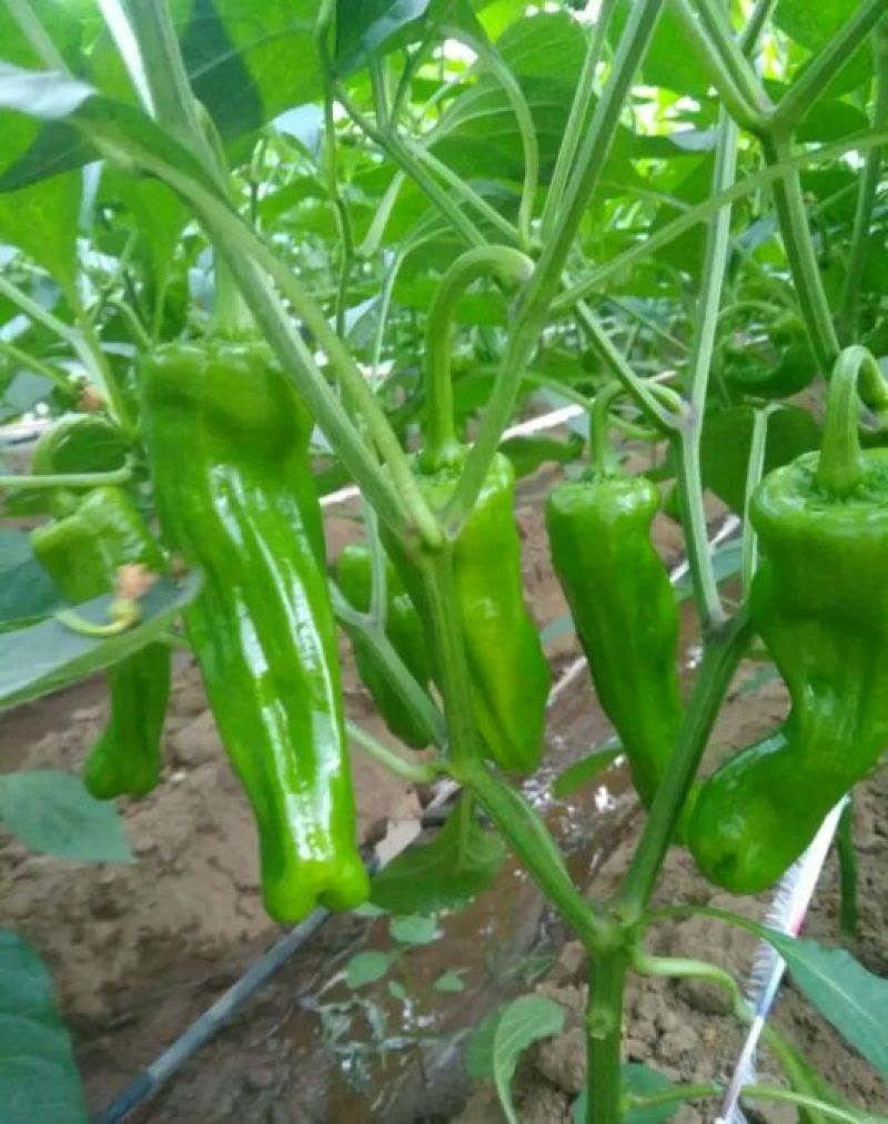 精品螺丝椒苗陇椒苗辣椒苗免费提供技术包成活率