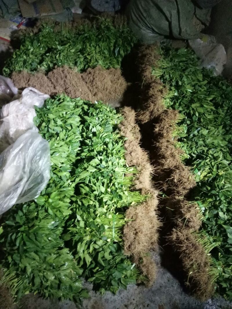 精品螺丝椒苗陇椒苗辣椒苗免费提供技术包成活率