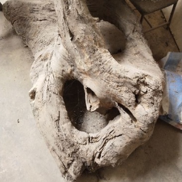 小叶桢楠1.5~2m