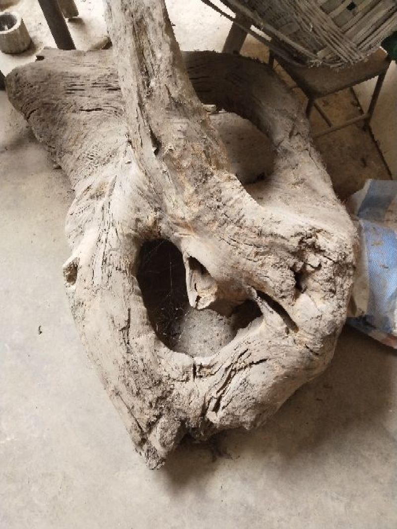 小叶桢楠1.5~2m