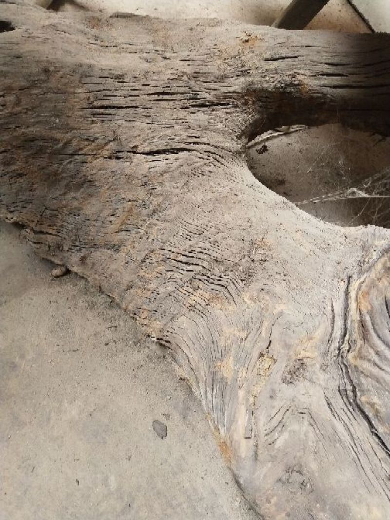 小叶桢楠1.5~2m