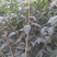 大叶女贞苗10cm以下