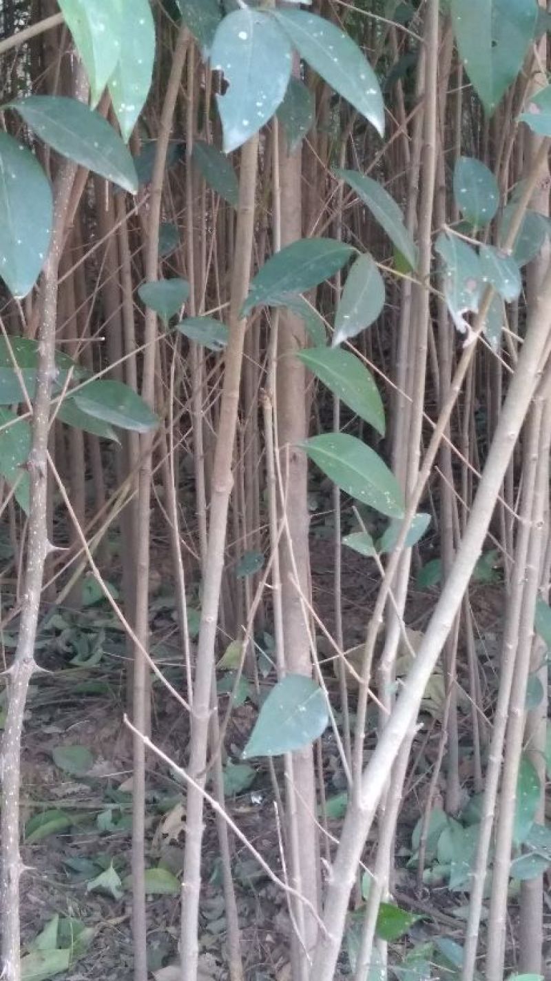 大叶女贞苗10cm以下