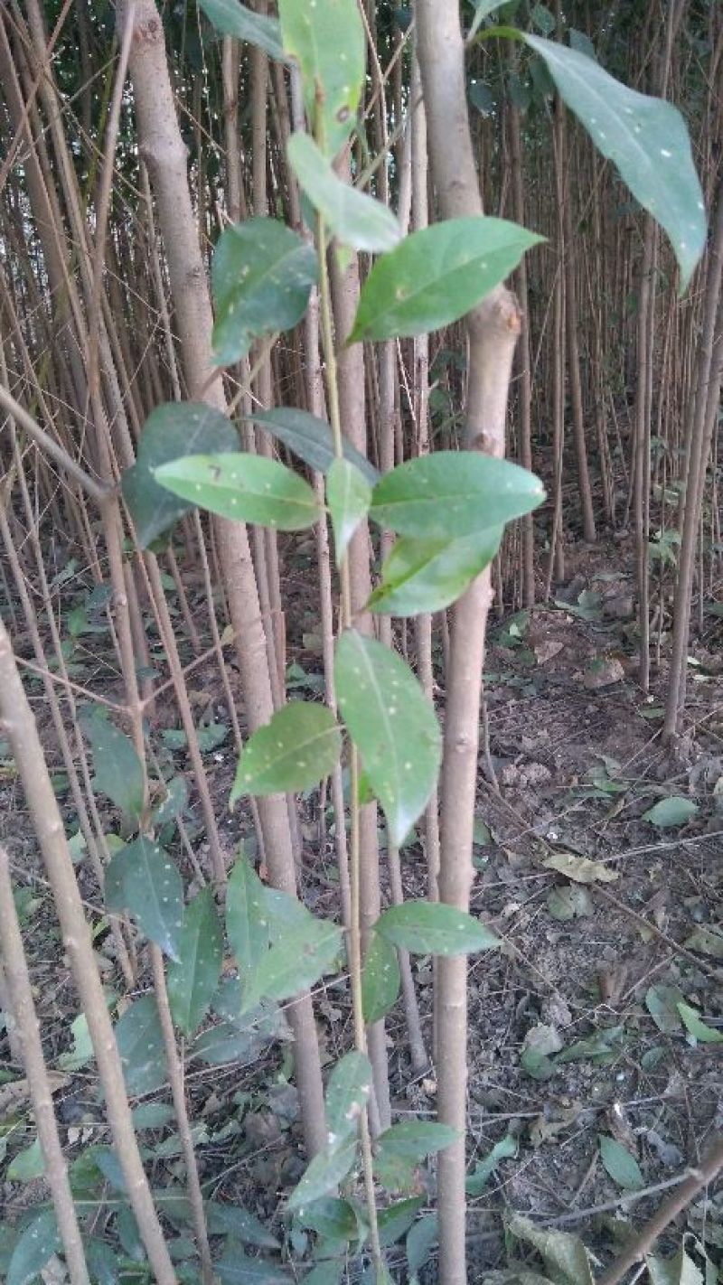 大叶女贞苗10cm以下
