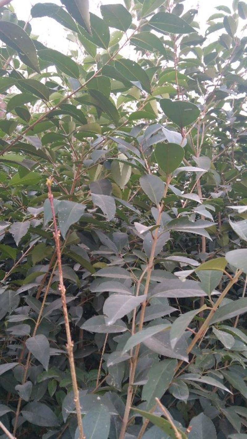 大叶女贞苗10cm以下