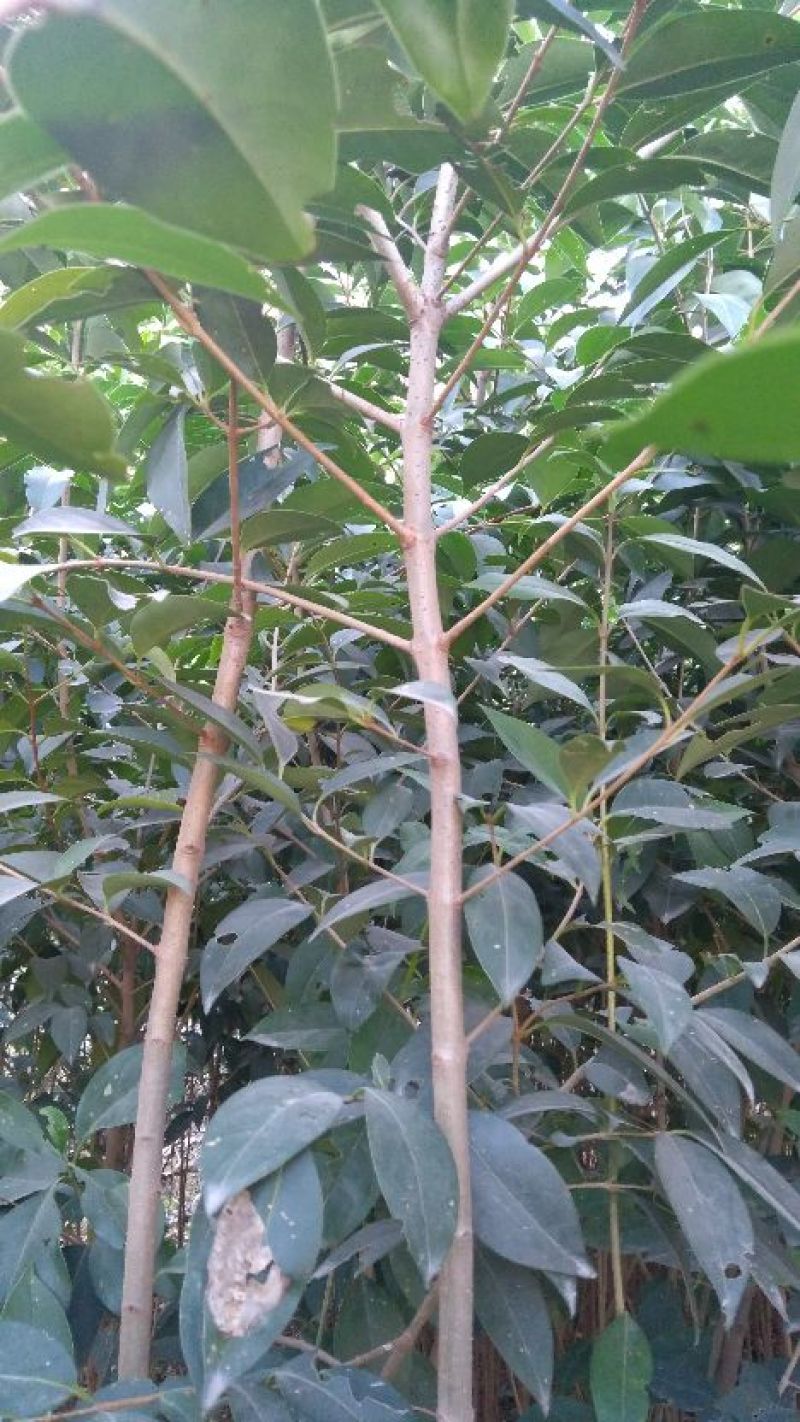 大叶女贞苗10cm以下