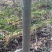 皂角树20cm以上10~12cm2.5~3米