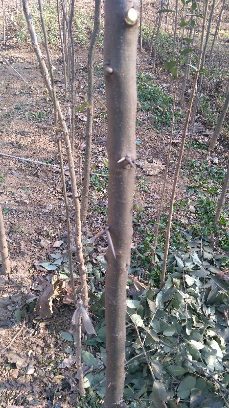 皂角树20cm以上10~12cm2.5~3米