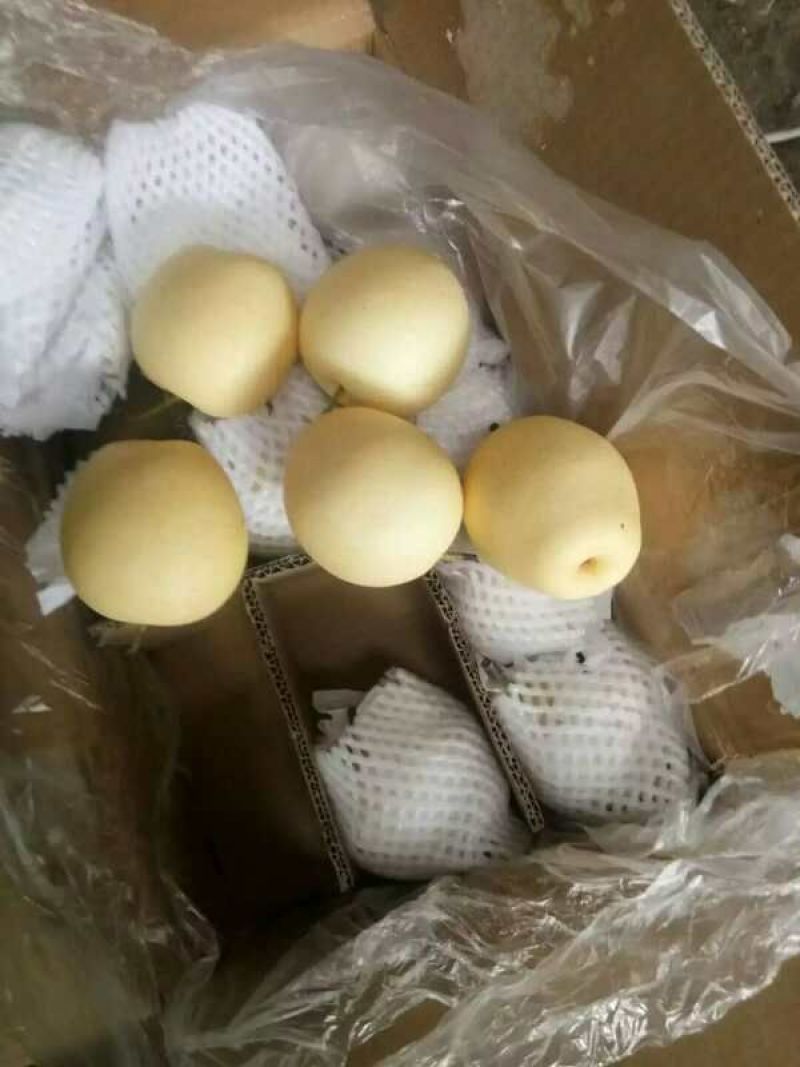 皇冠梨河北梨皇冠梨产地直供电商团购边贸出口对接
