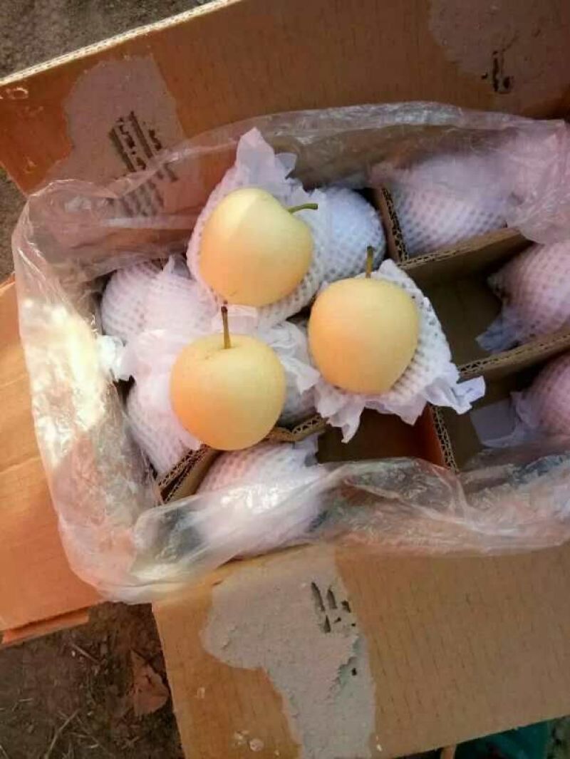 皇冠梨河北梨皇冠梨产地直供电商团购边贸出口对接