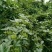 花椒苗1~2年