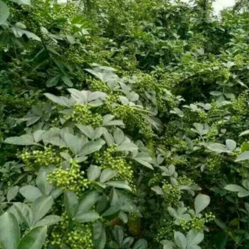 花椒苗1~2年