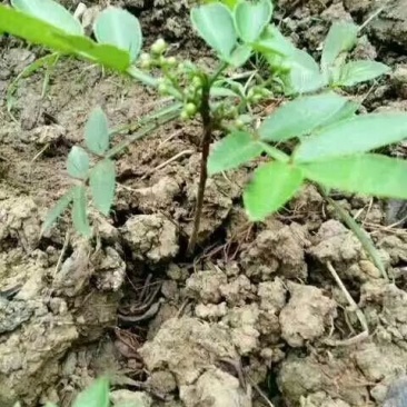 花椒苗1~2年