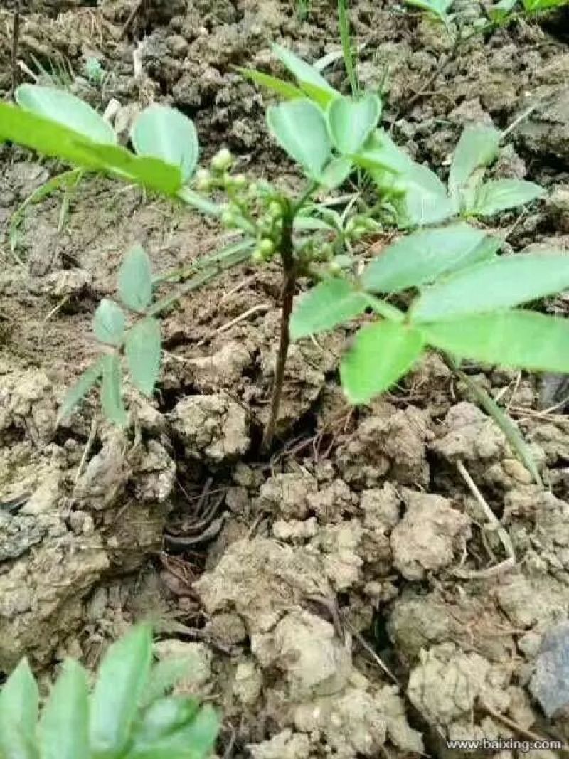 花椒苗1~2年