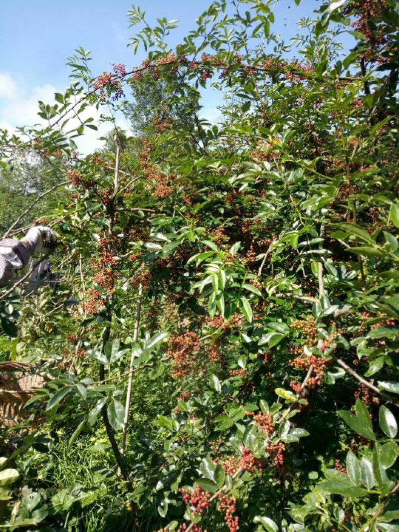 花椒苗1~2年