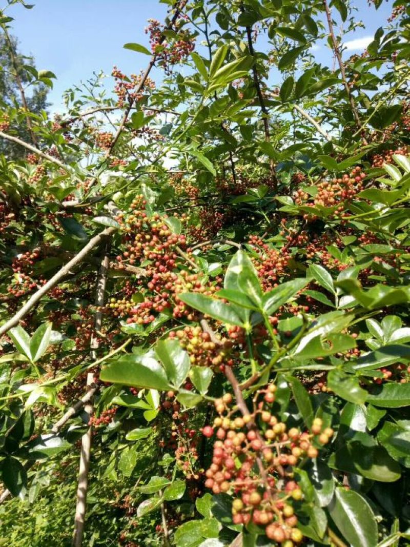 花椒苗1~2年