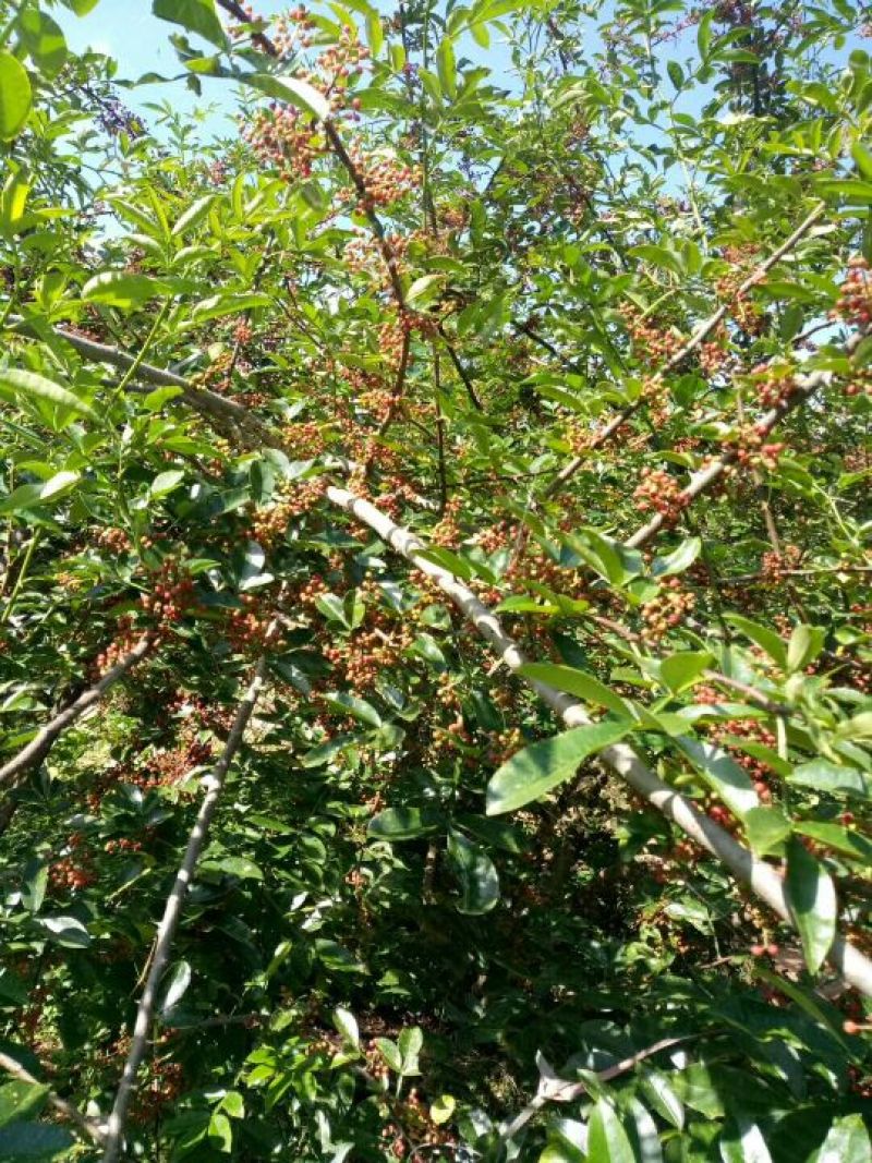 花椒苗1~2年
