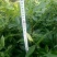 花椒苗1~2年