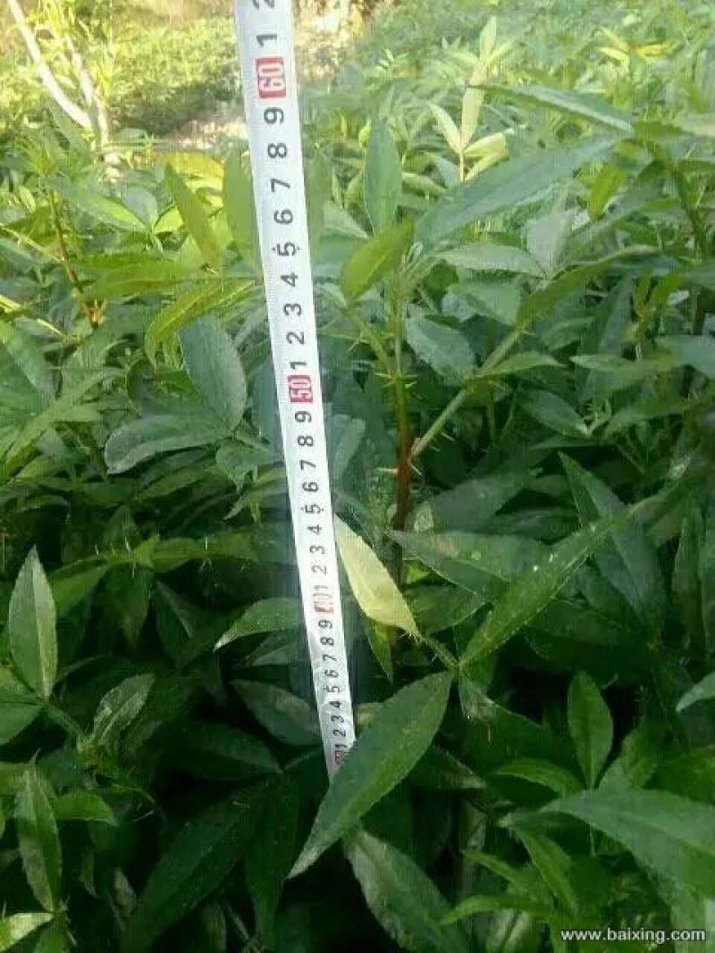 花椒苗1~2年