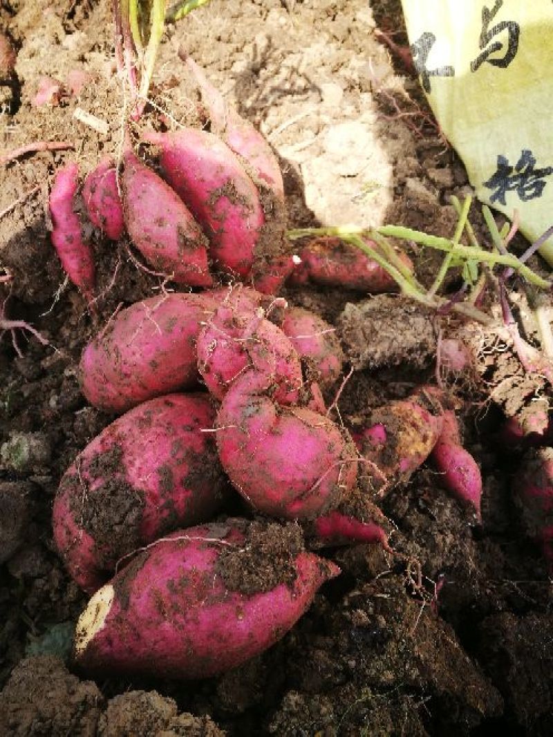 广东红薯商品薯黄心3两以上