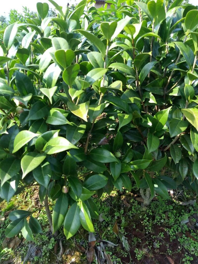 茶花30——50公分高，名品花苞多多，地苗袋苗
