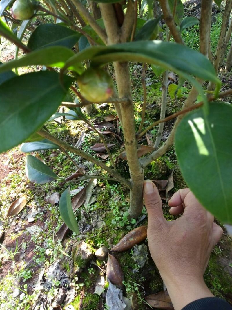 茶花30——50公分高，名品花苞多多，地苗袋苗