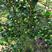 茶花30——50公分高，名品花苞多多，地苗袋苗