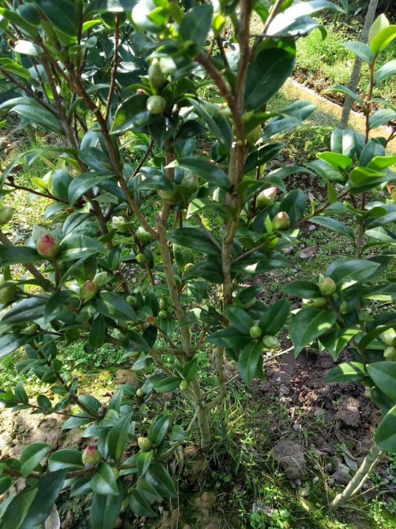 茶花30——50公分高，名品花苞多多，地苗袋苗