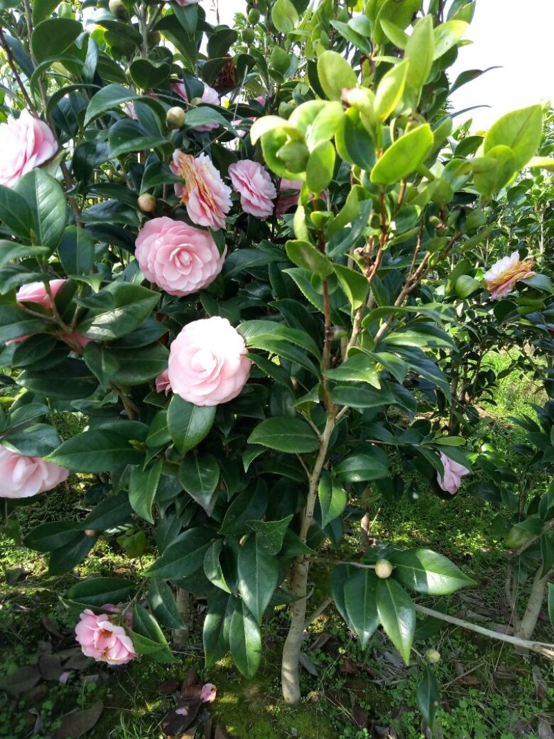 茶花30——50公分高，名品花苞多多，地苗袋苗