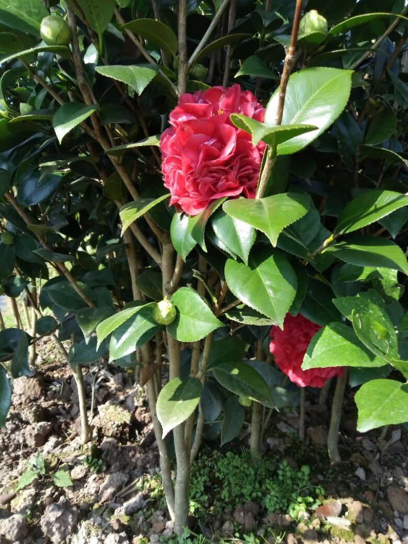 茶花30——50公分高，名品花苞多多，地苗袋苗