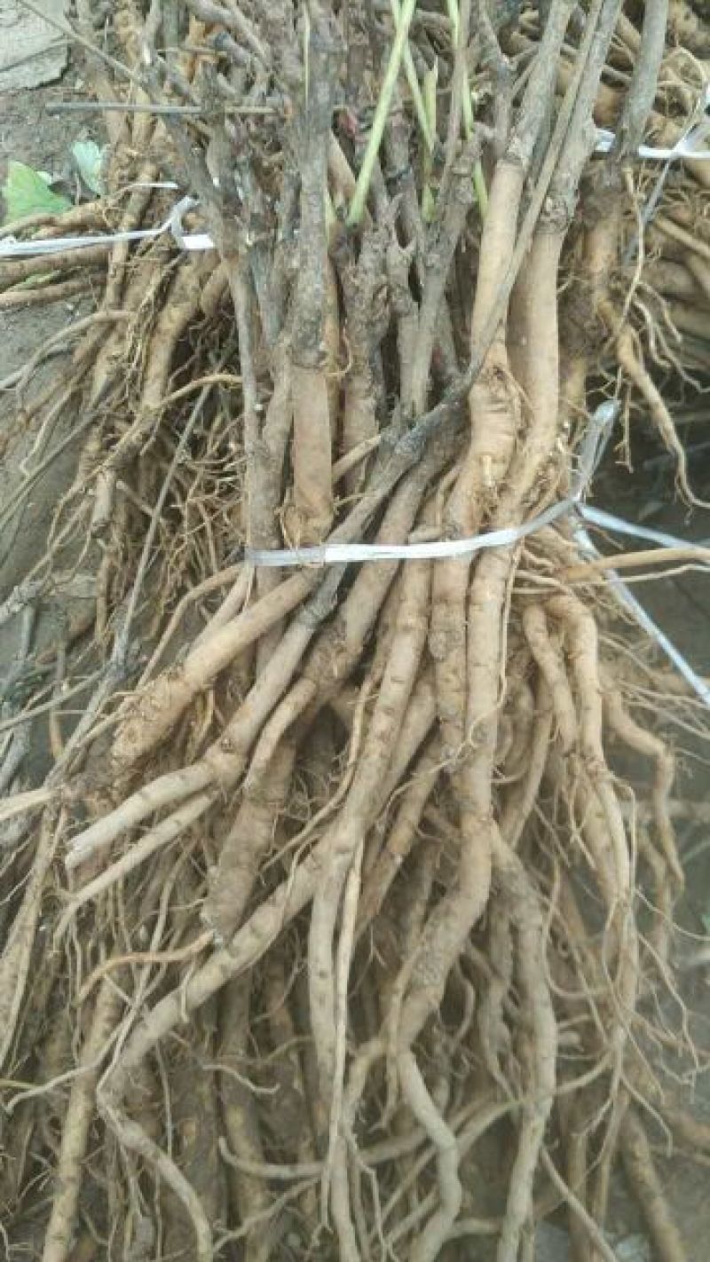 牡丹苗正宗油牡丹苗，油用，花卉，绿化种植。