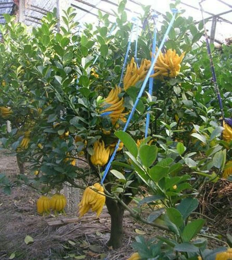 香橼香椽千佛手