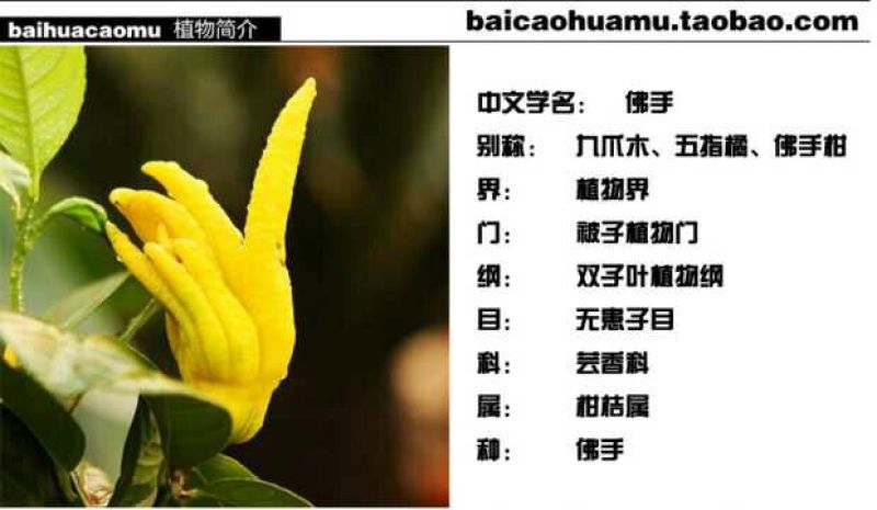 香橼香椽千佛手