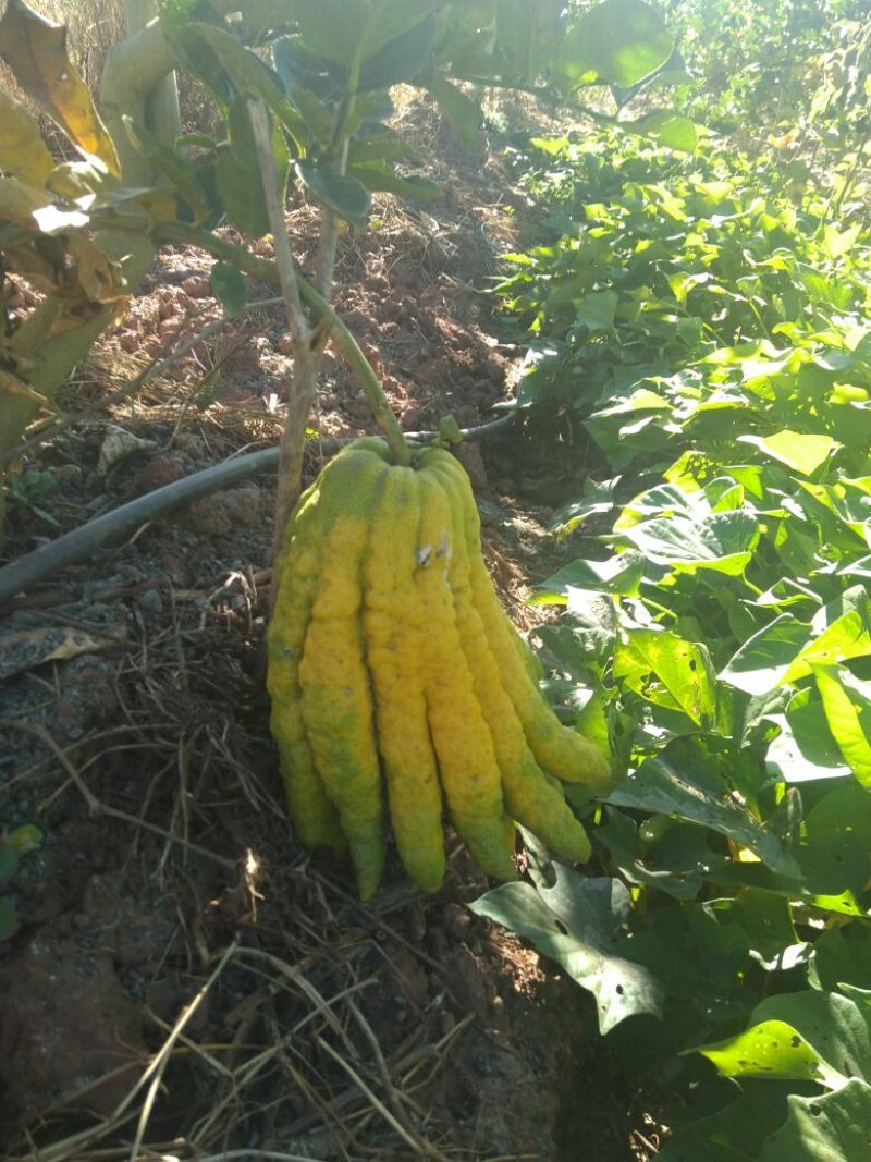 香橼香椽千佛手
