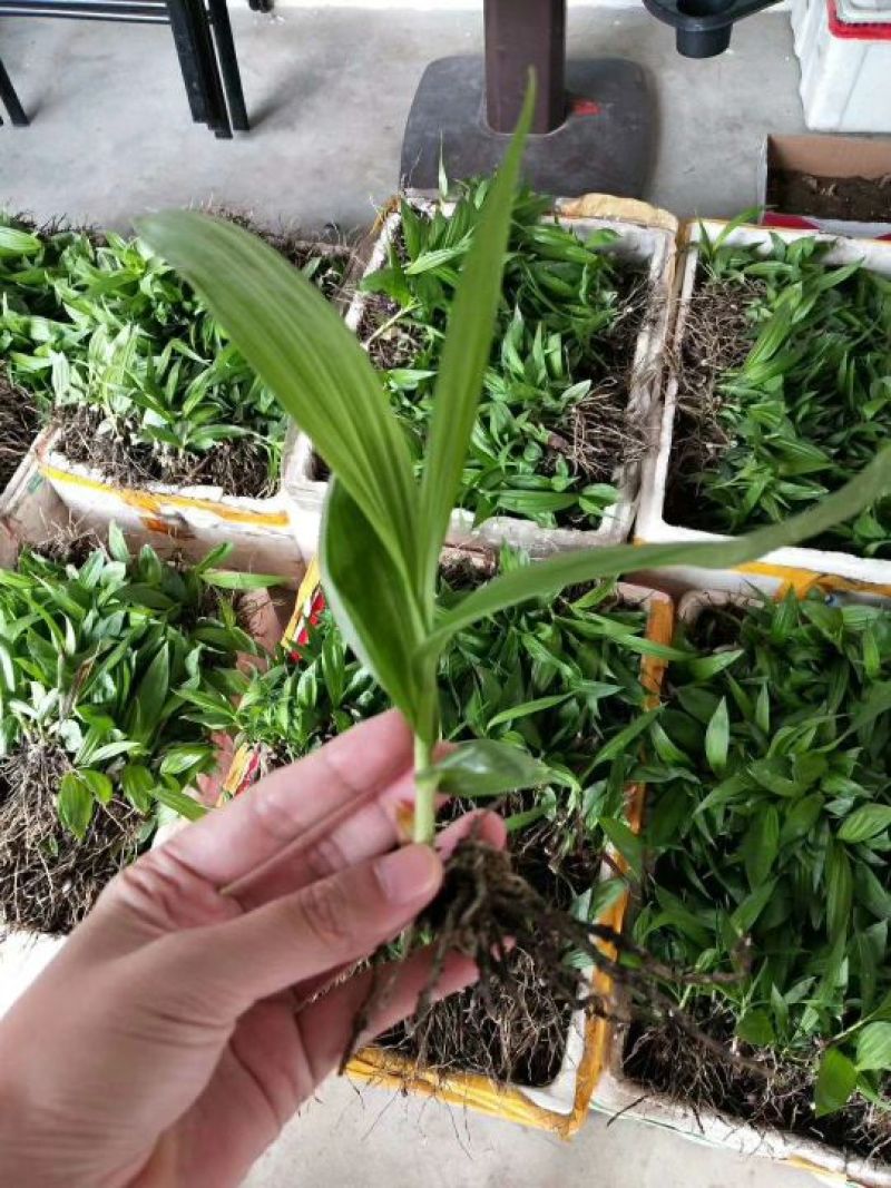 三叉白芨种苗15~20cm