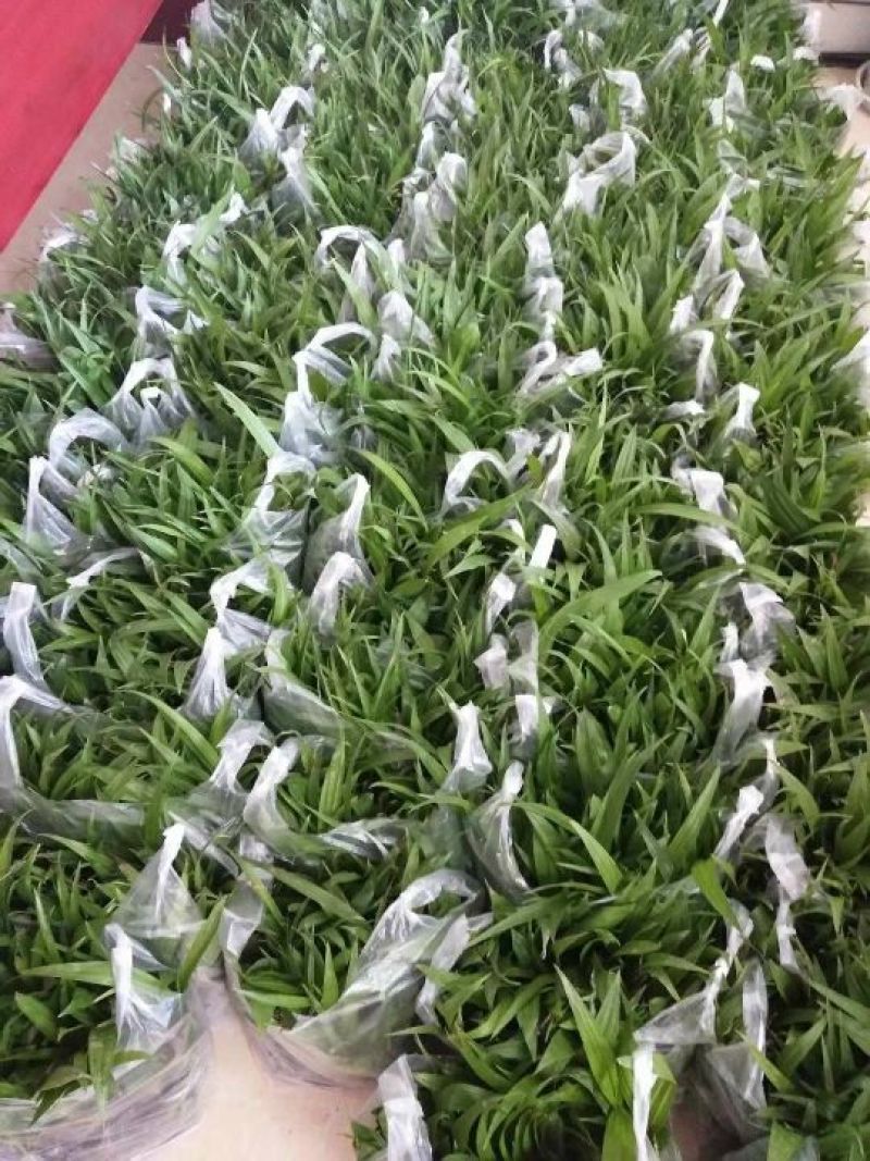 三叉白芨种苗15~20cm