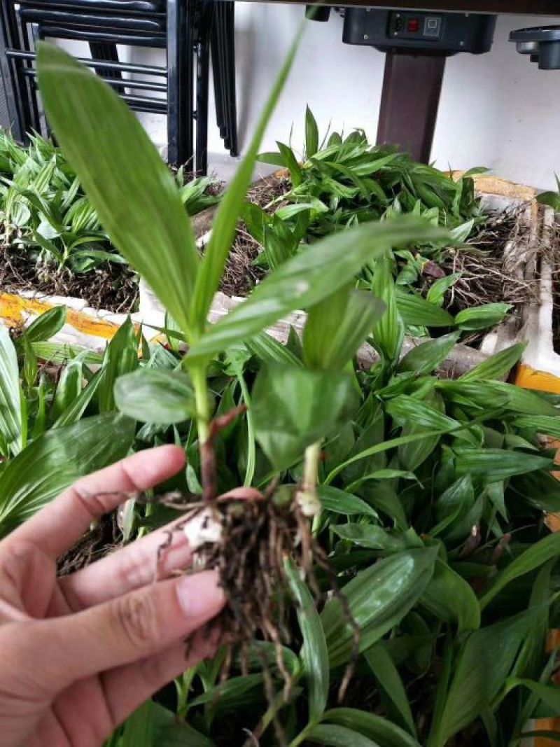 三叉白芨种苗15~20cm