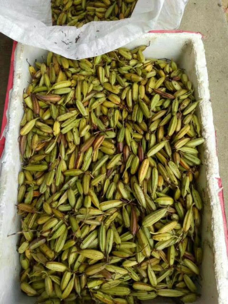 三叉白芨种苗15~20cm
