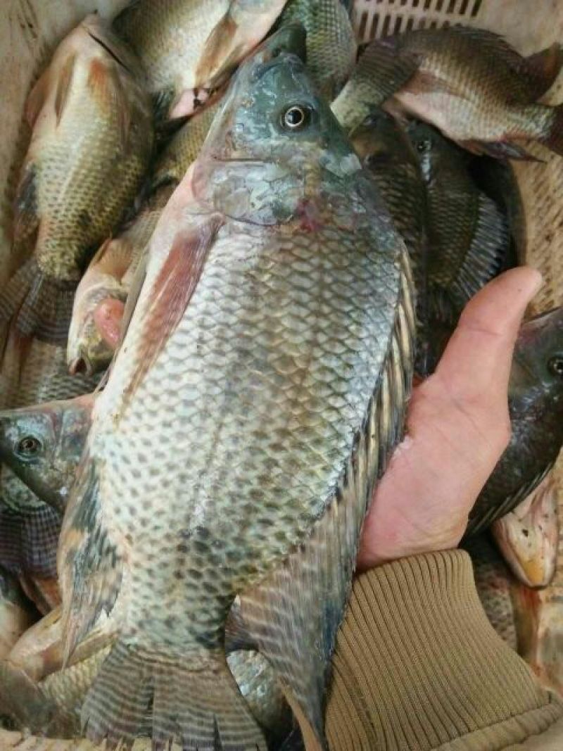 鲤鱼食用2~3公斤