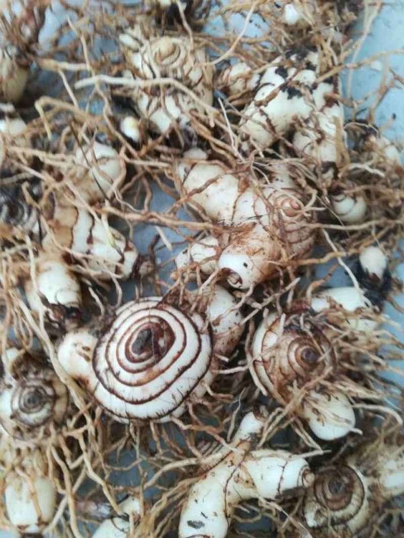 三叉白芨种苗15~20cm