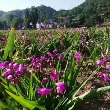 三叉白芨种苗15~20cm