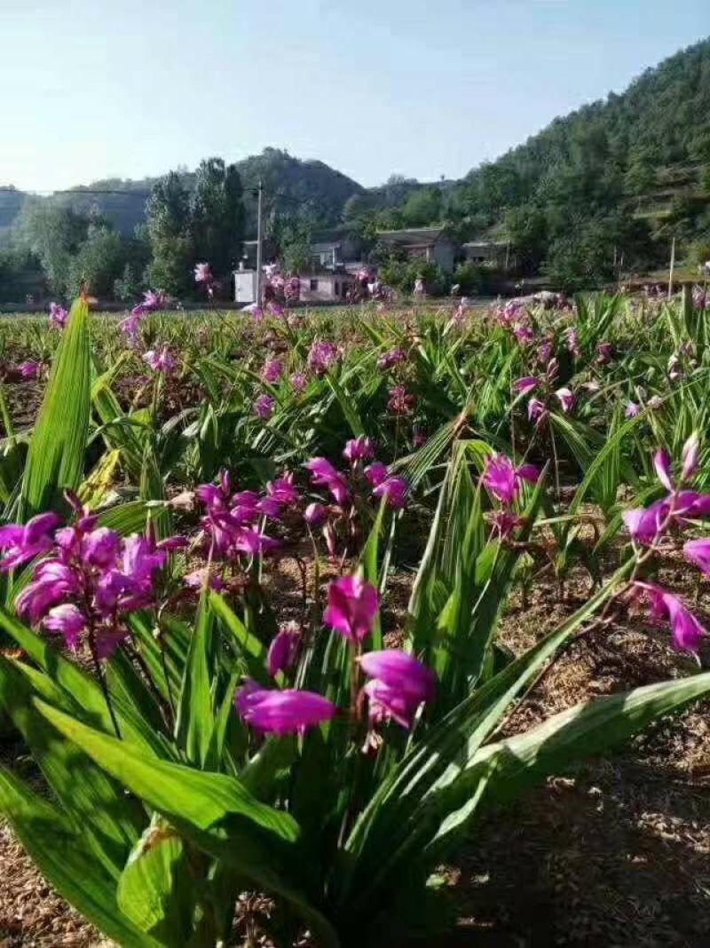 三叉白芨种苗15~20cm